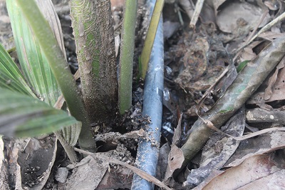 Irrigação de planta do quintal agroflorestal com água de reuso.