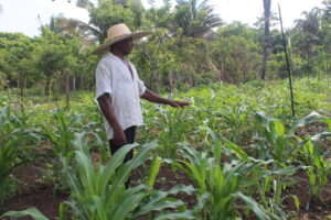 Read more about the article Intercâmbio de sementes crioulas é fonte de esperança da conservação de variedades
