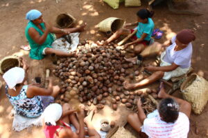Read more about the article APA-TO lança edital para gerente do entreposto de babaçu no Bico