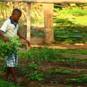 Read more about the article Fundo voltado para as juventudes estimula ações agroecológicas
