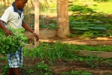 Fundo voltado para as juventudes estimula ações agroecológicas