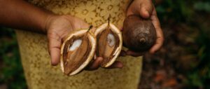 Leia mais sobre o artigo Quebradeiras de Coco do Bico do Papagaio inauguram entreposto para beneficiamento do babaçu